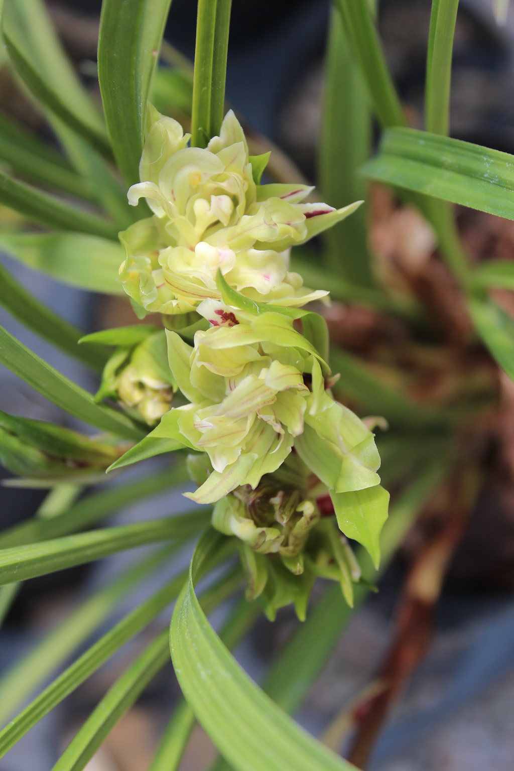 观花品种－大唐